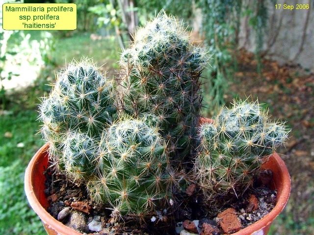 Mammillaria _prolifera _ssp.prolifera 'haitiensis' _09